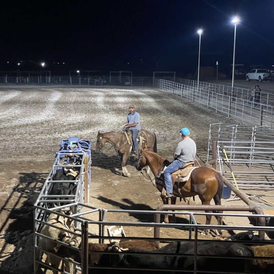 Horse Arena Rodeo 2